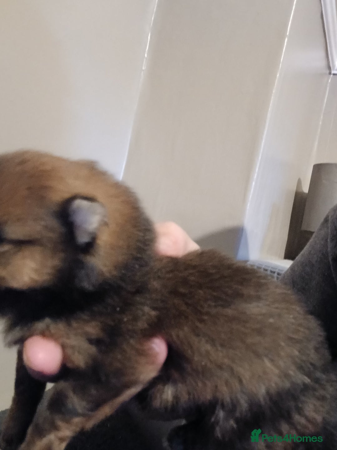 Pomeranian dogs for sale: Pomerian pups  - Image 16