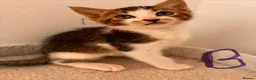 Mixed Breed cats for sale: Lovely playful kittens  - Advert 25