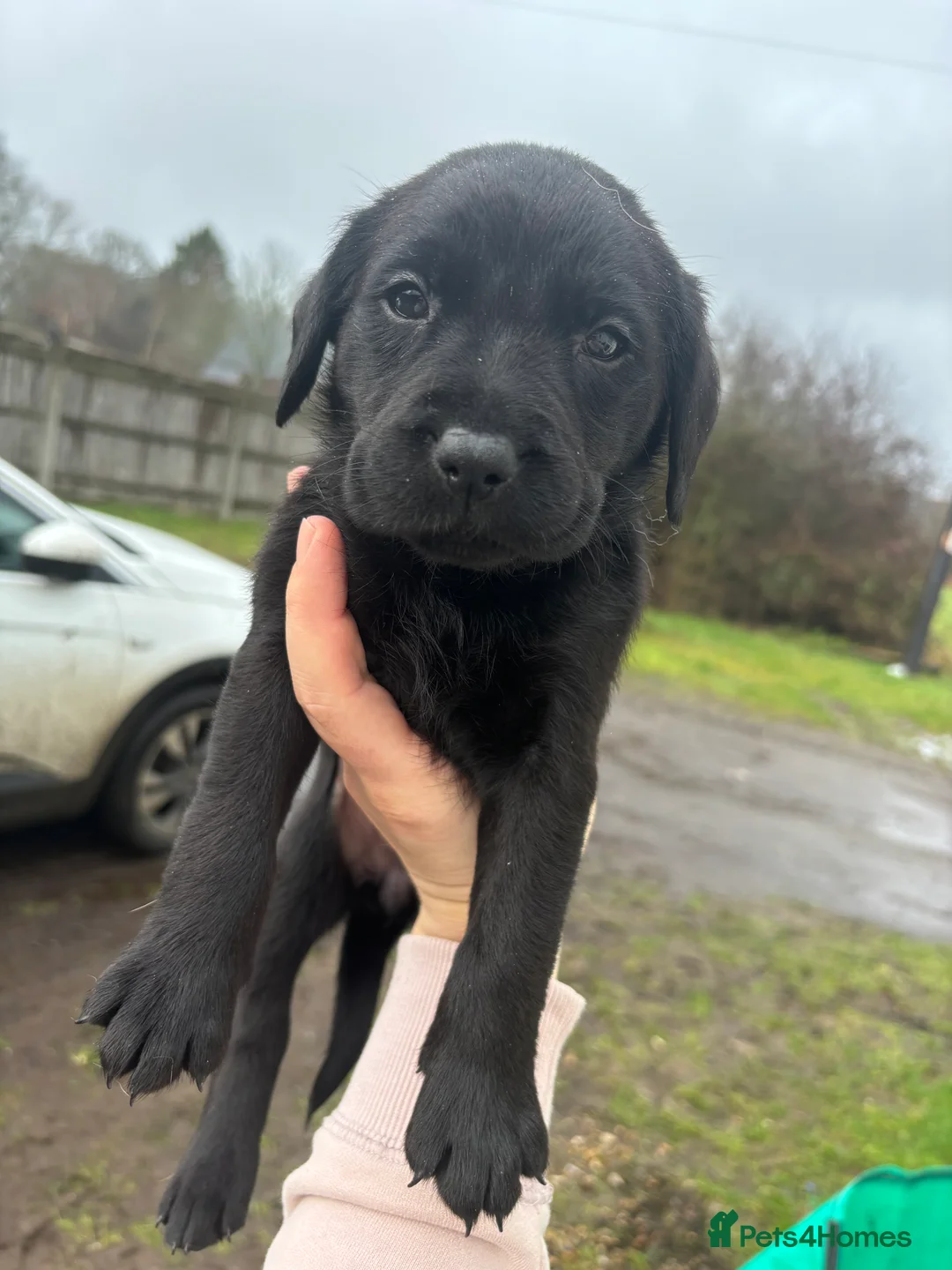 Labrador Retriever dogs for sale: Lovely litter of KC registered working labradors - Advert 7