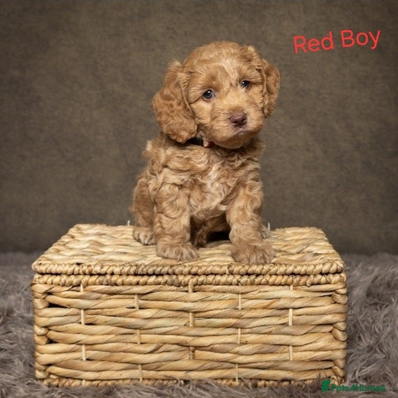 Cockapoo dogs Beautiful F1 Cockapoo Puppies  - Advert 2