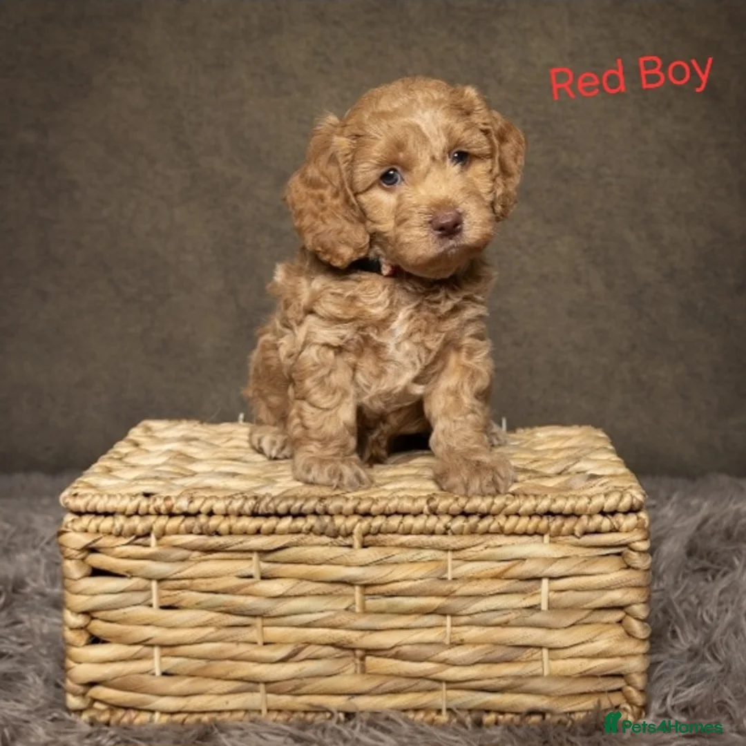 Cockapoo dogs for sale: Beautiful F1 Cockapoo Puppies  - Advert 2