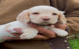Cocker Spaniel dogs for sale: KC Reg Working Cocker spaniel puppies roan - Image 27