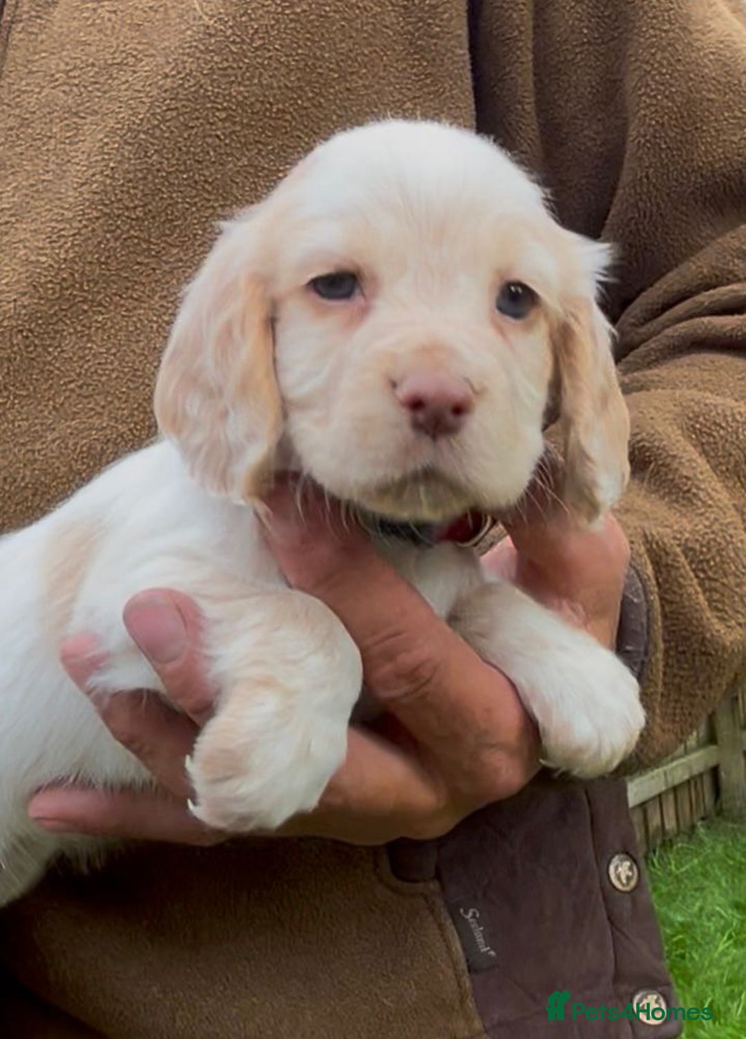 Cocker Spaniel dogs for sale: KC Reg Working Cocker spaniel puppies roan - Image 27