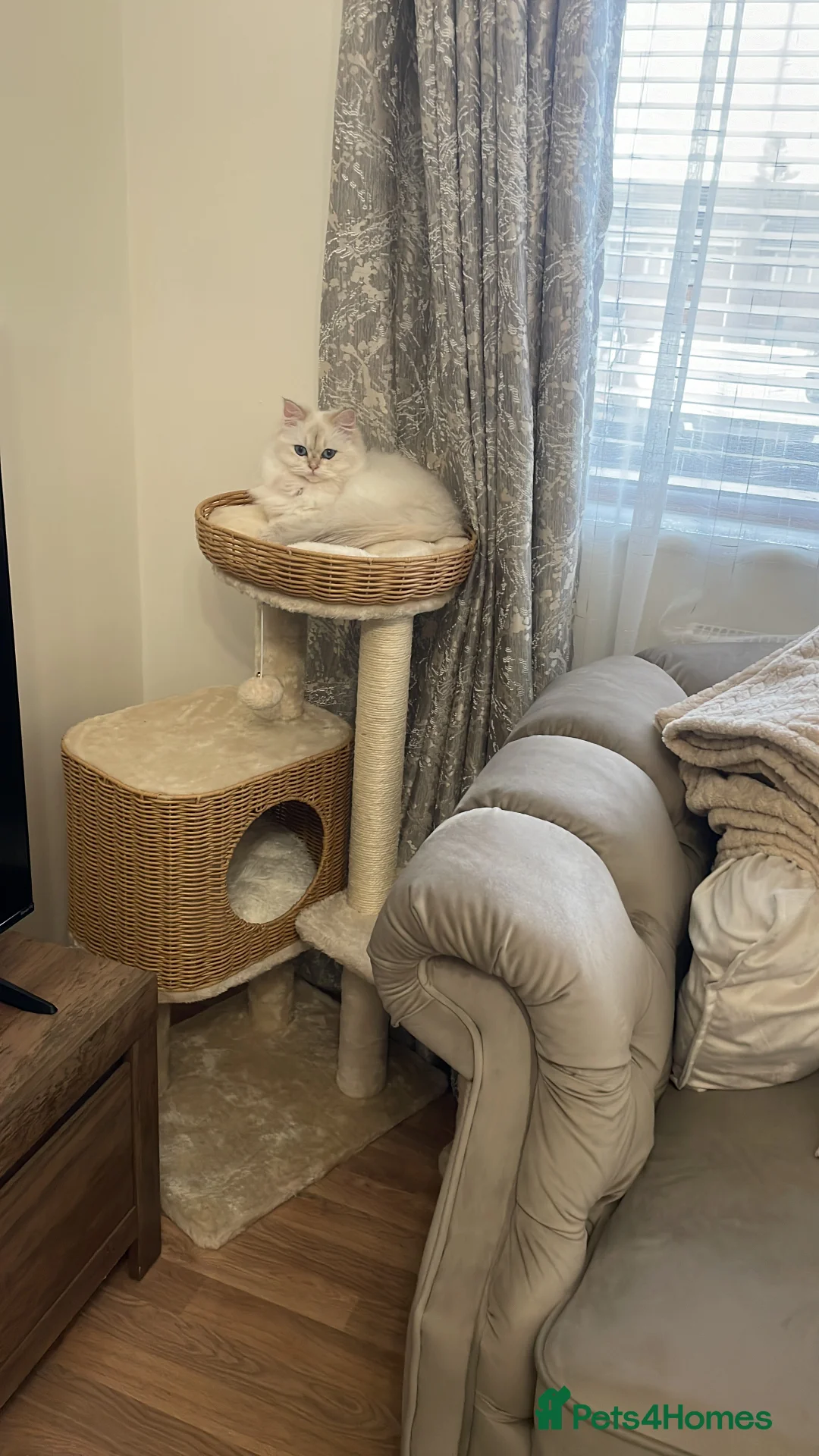 British Longhair cats for sale: PRINCESS Porscha - Advert 9