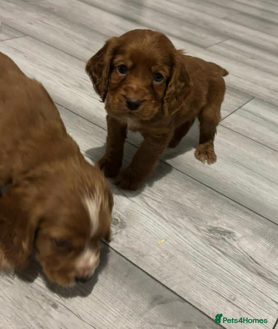 Cocker Spaniel dogs for sale: Cocker Spaniel Puppies  - Image 2