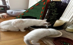Ragdoll cats for sale: Gorgeous Litter of ragdolls ready 10/10/25 - Image 7