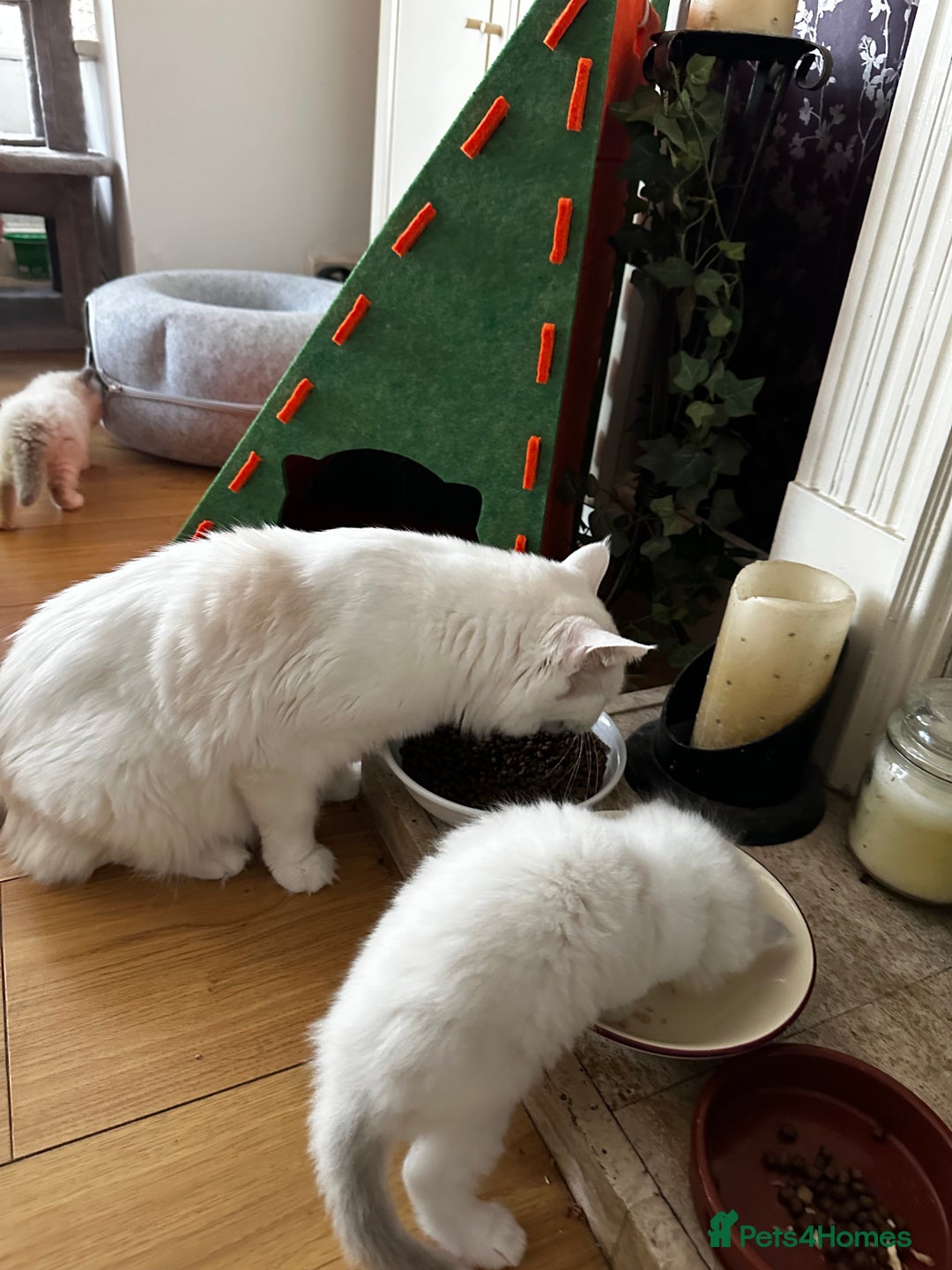 Ragdoll cats for sale: Gorgeous Litter of ragdolls ready 10/10/25 - Image 7