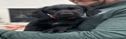 Cocker Spaniel dogs for sale: Black Cocker Spaniel Puppies - Advert 4
