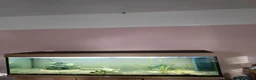 Loaches fish for sale: Fish tank with a few fish  - Advert 1