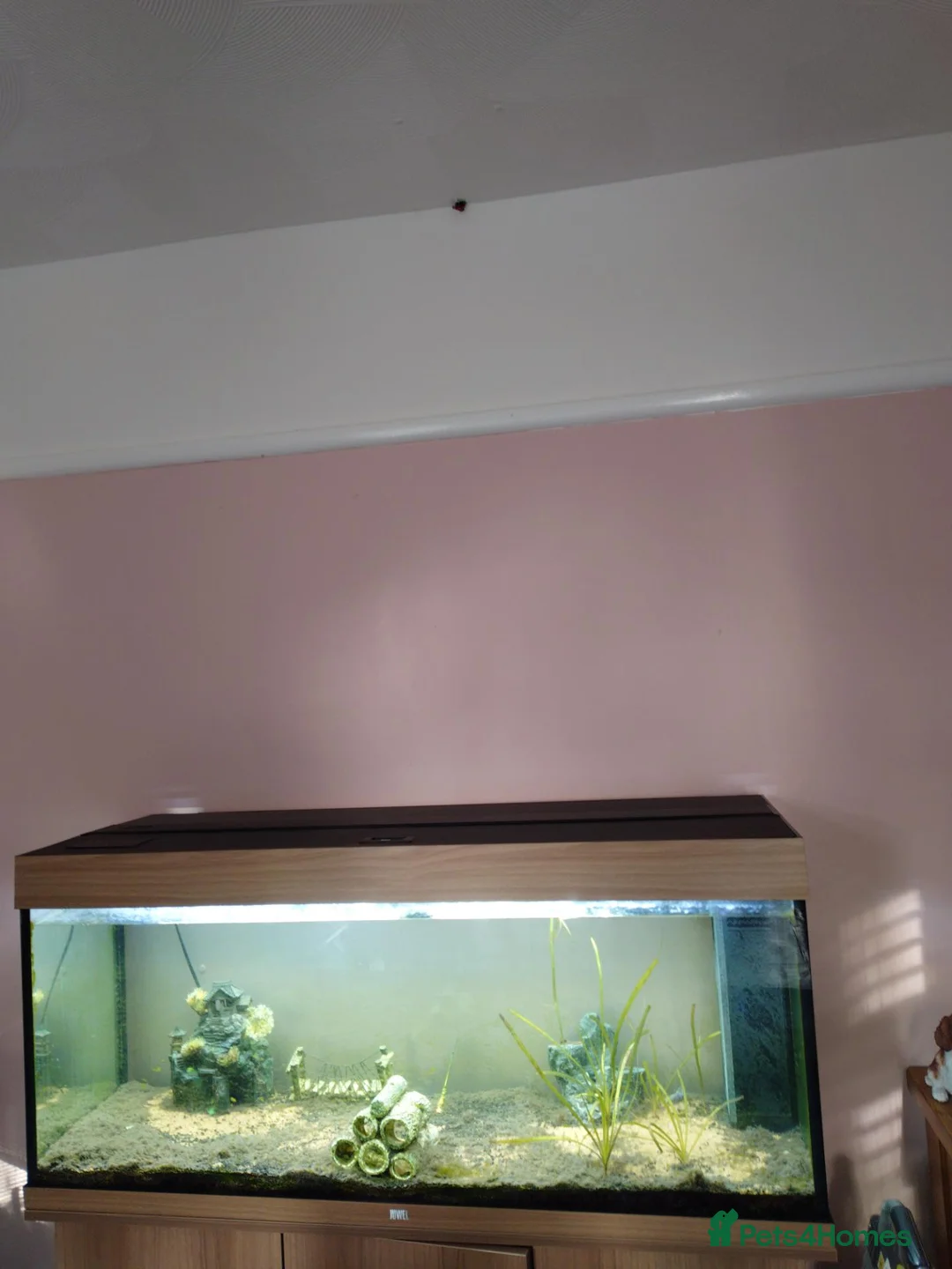 Loaches fish for sale: Fish tank with a few fish  - Advert 1