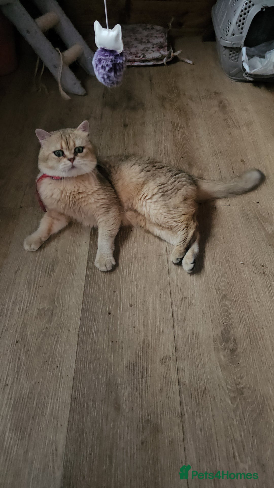 Scottish Fold cats for stud: Scottish straight gold male  - Image 5