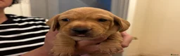 Miniature Dachshund dogs for sale: KC reg smooth hair miniature dachshund  - Advert 16