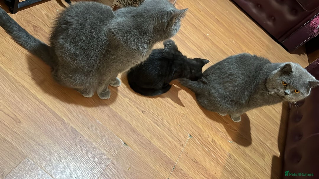 British Shorthair cats for sale: Kittens looking for home  - Advert 11