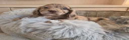Cocker Spaniel dogs for sale: Working Type Cocker Spaniels - Advert 22