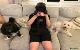 Mixed Breed dogs for sale: Maltipoo cross Westie  - Image 1