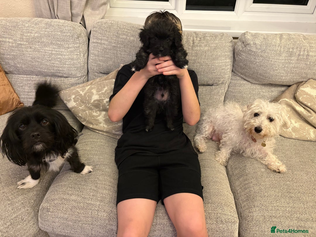 Mixed Breed dogs for sale: Maltipoo cross Westie  - Image 1