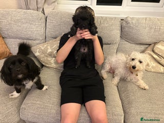 Mixed Breed dogs - Advert 1