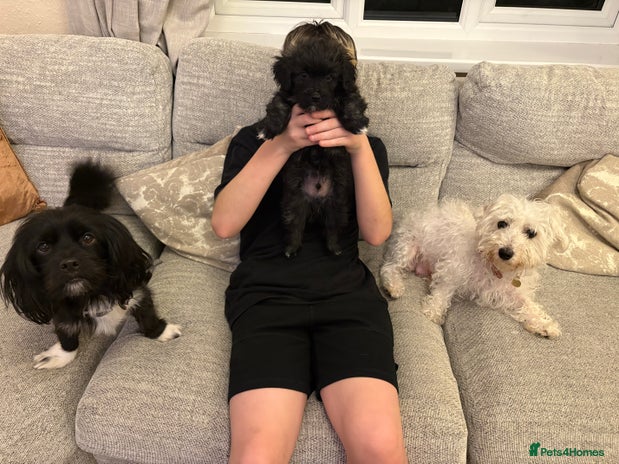 Mixed Breed dogs - Advert 2