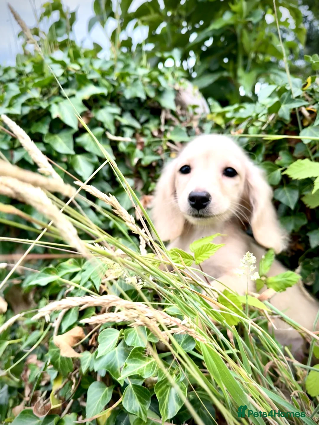 Miniature Dachshund dogs for sale: Cream/blonde long hair kc reg miniature dachshund  - Advert 2