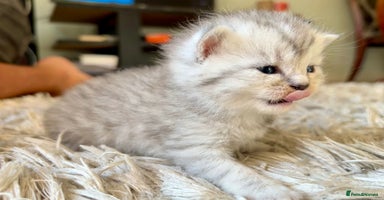 Scottish Fold cats - Advert 13