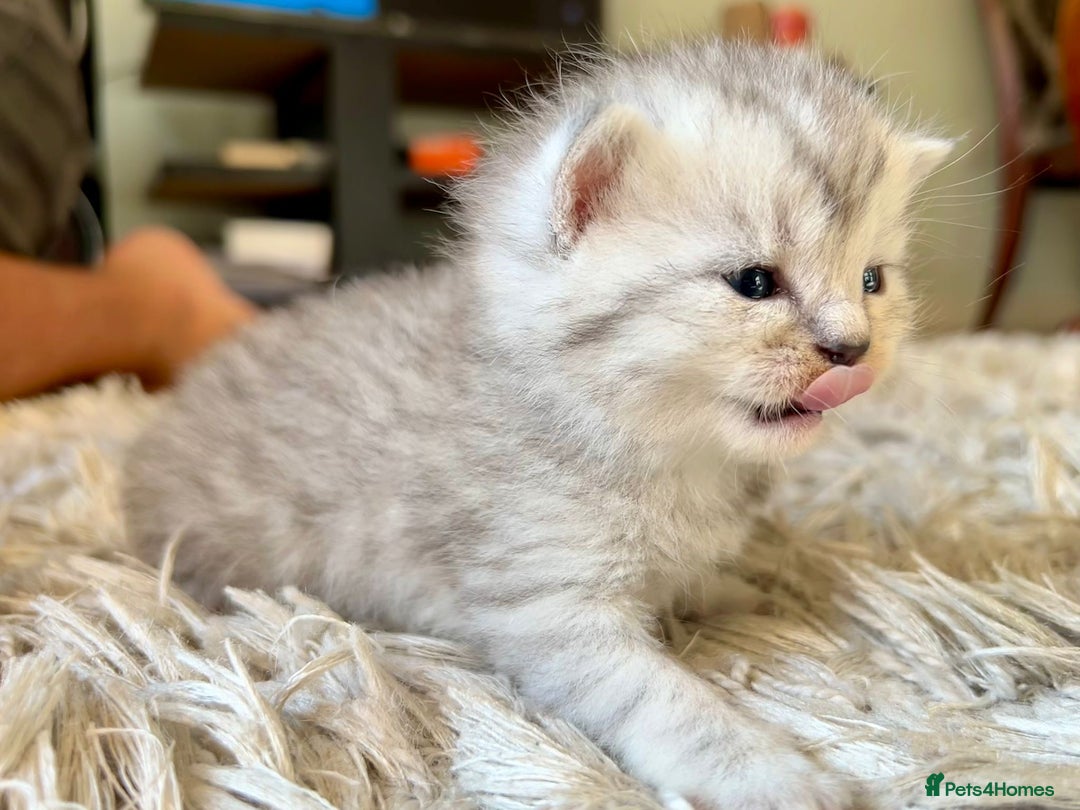 Scottish Fold cats for sale: Scottish fold kittens - Image 4
