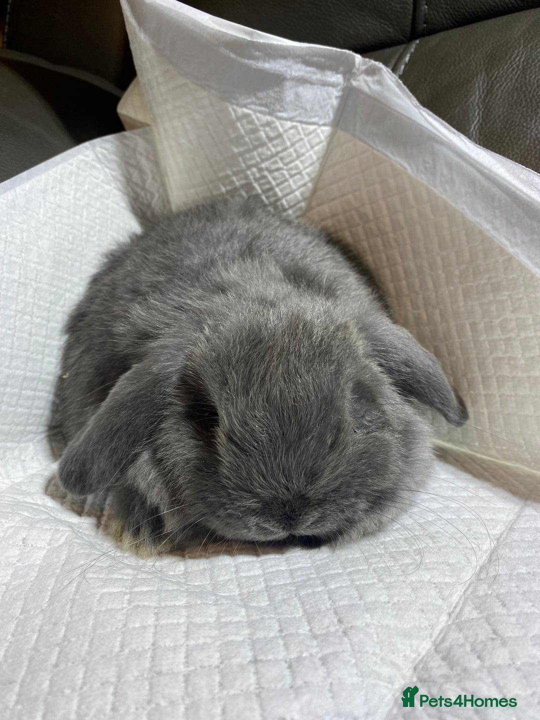 Mini Lop rabbits for sale: Mini lop litter- unusual colours. - Advert 5