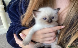 Ragdoll cats for sale: Adorable Ragdoll Kittens - Image 10