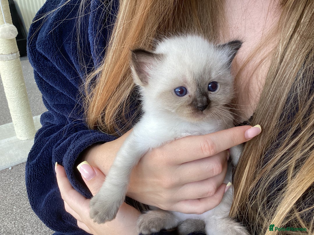 Ragdoll cats for sale: Adorable Ragdoll Kittens - Image 10
