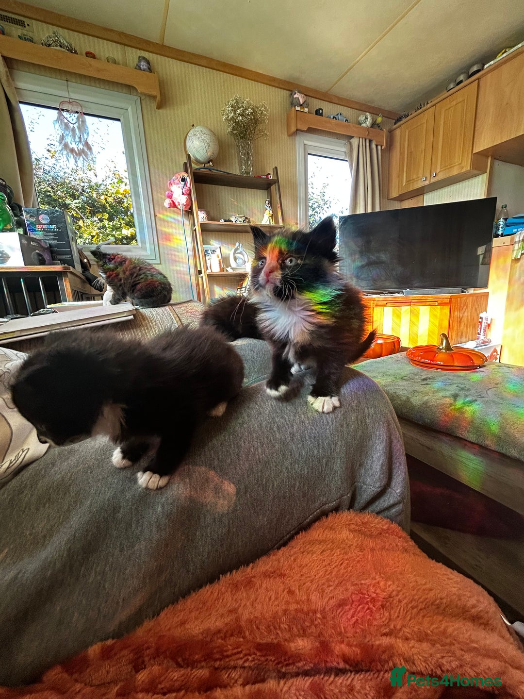 Ragcoon cats for sale: Ragdoll cross Maine coon - Image 12