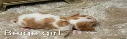 Cavalier King Charles Spaniel dogs for sale: DNA TESTED CAVALIER KING CHARLES  - Advert 21
