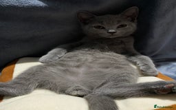 British Shorthair cats for sale: ✨Pure bred  chunky British shorthairs ✨ - Image 5