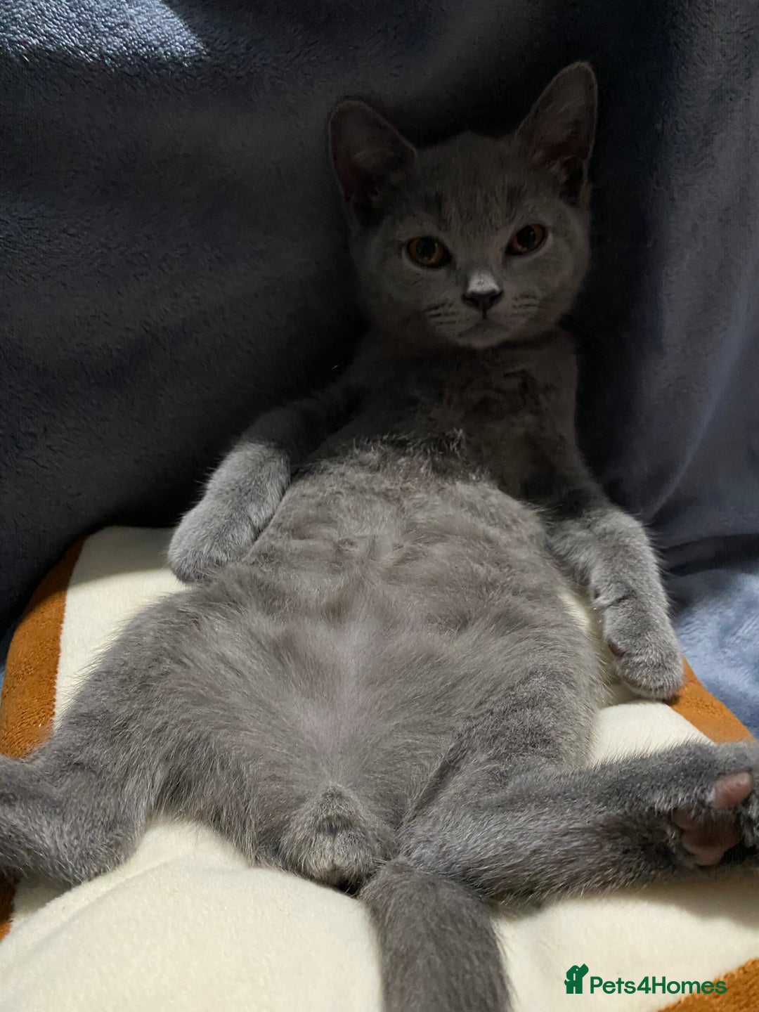 British Shorthair cats for sale: ✨Pure bred  chunky British shorthairs ✨ - Image 5