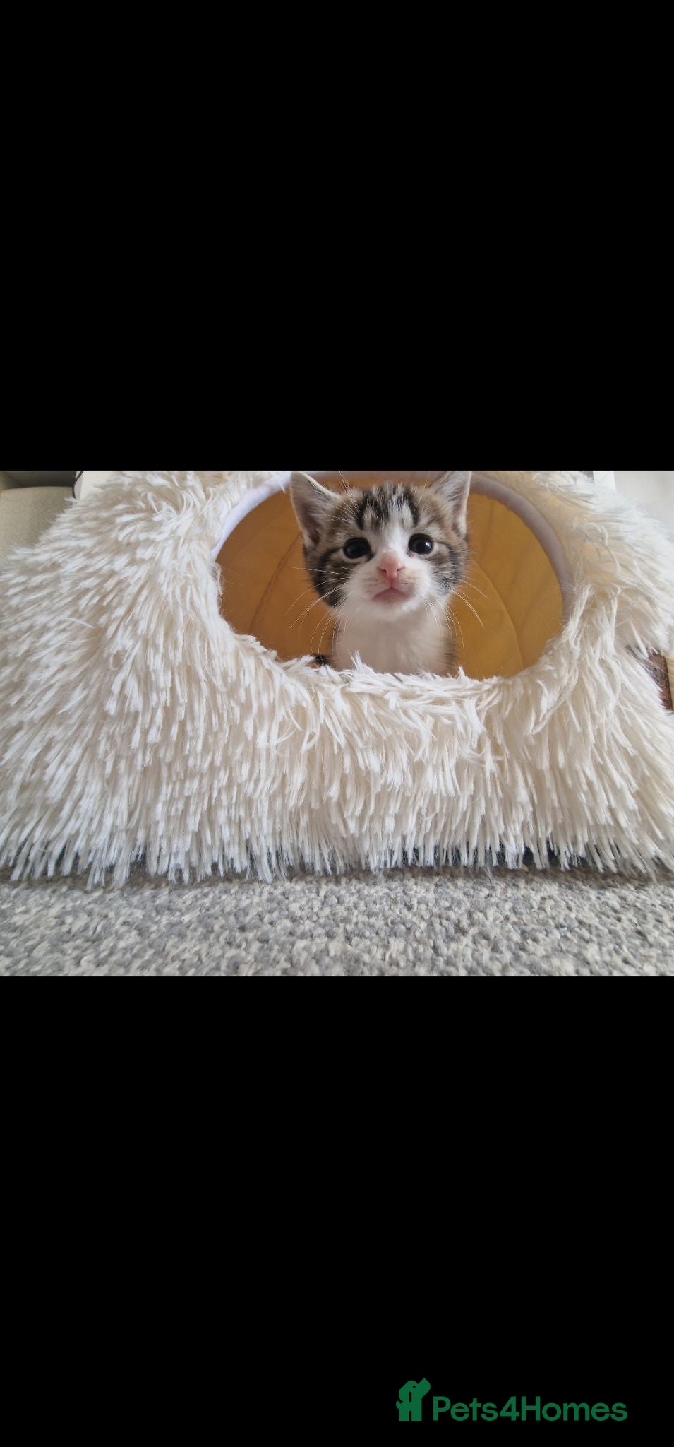 Ragdoll cats Beautiful kittens ready to leave 😍 - Advert 1