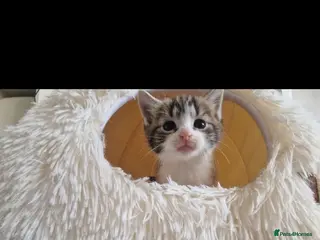 Ragdoll cats Beautiful kittens ready to leave 😍 - Advert 1