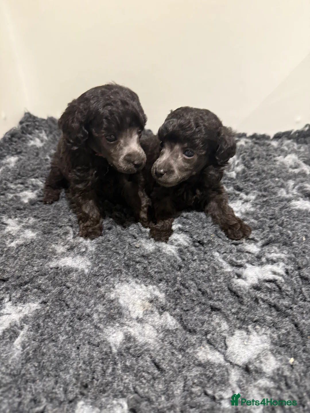 Toy Poodle dogs for sale: OUTSTANDING TOY SILVER POODLE BOYS DNA 🧬 CLEAR - Advert 9