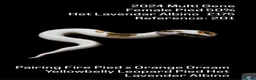 Snake reptiles for sale: 0.1 Yellowbelly Leopard Pied 50%HetLavenderAlbino  in Mansfield - Advert 6