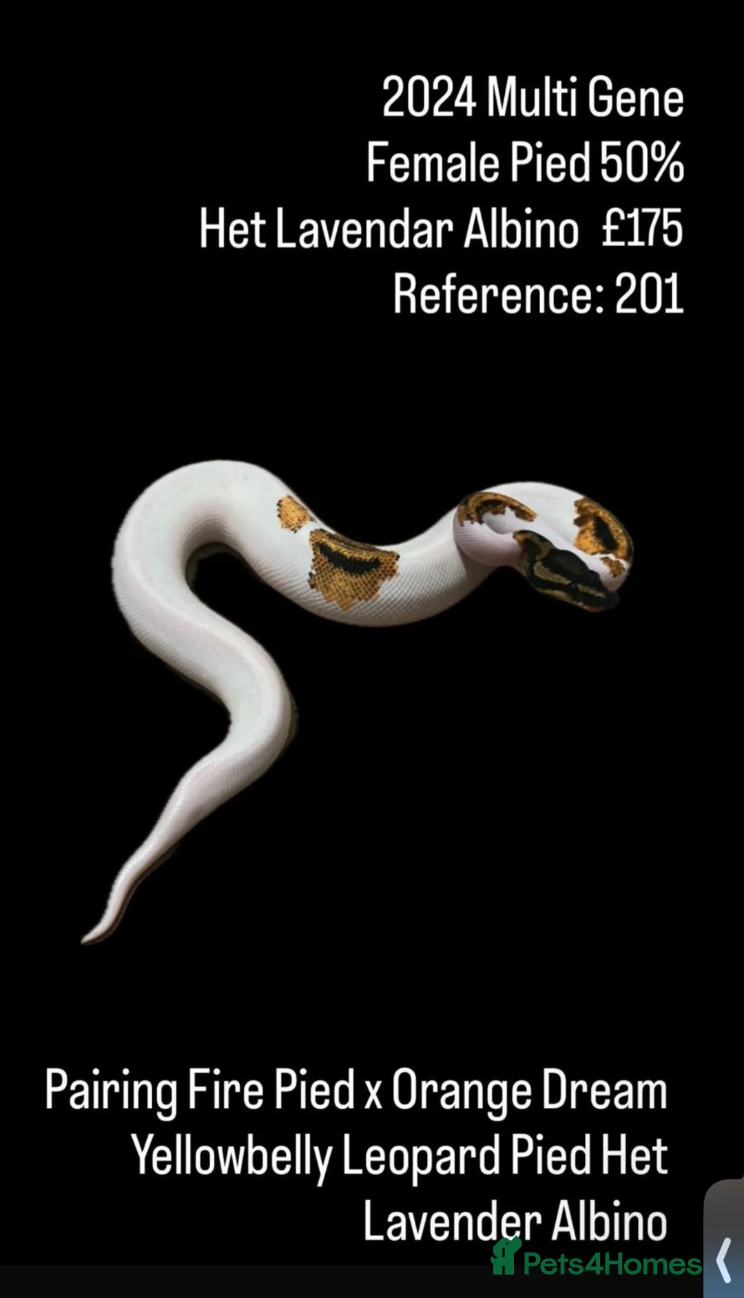 Snake reptiles for sale: 0.1 Yellowbelly Leopard Pied 50%HetLavenderAlbino  in Mansfield - Advert 6