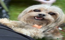 Chorkie dogs for sale: Chorkie (x2 Boys) - Image 24