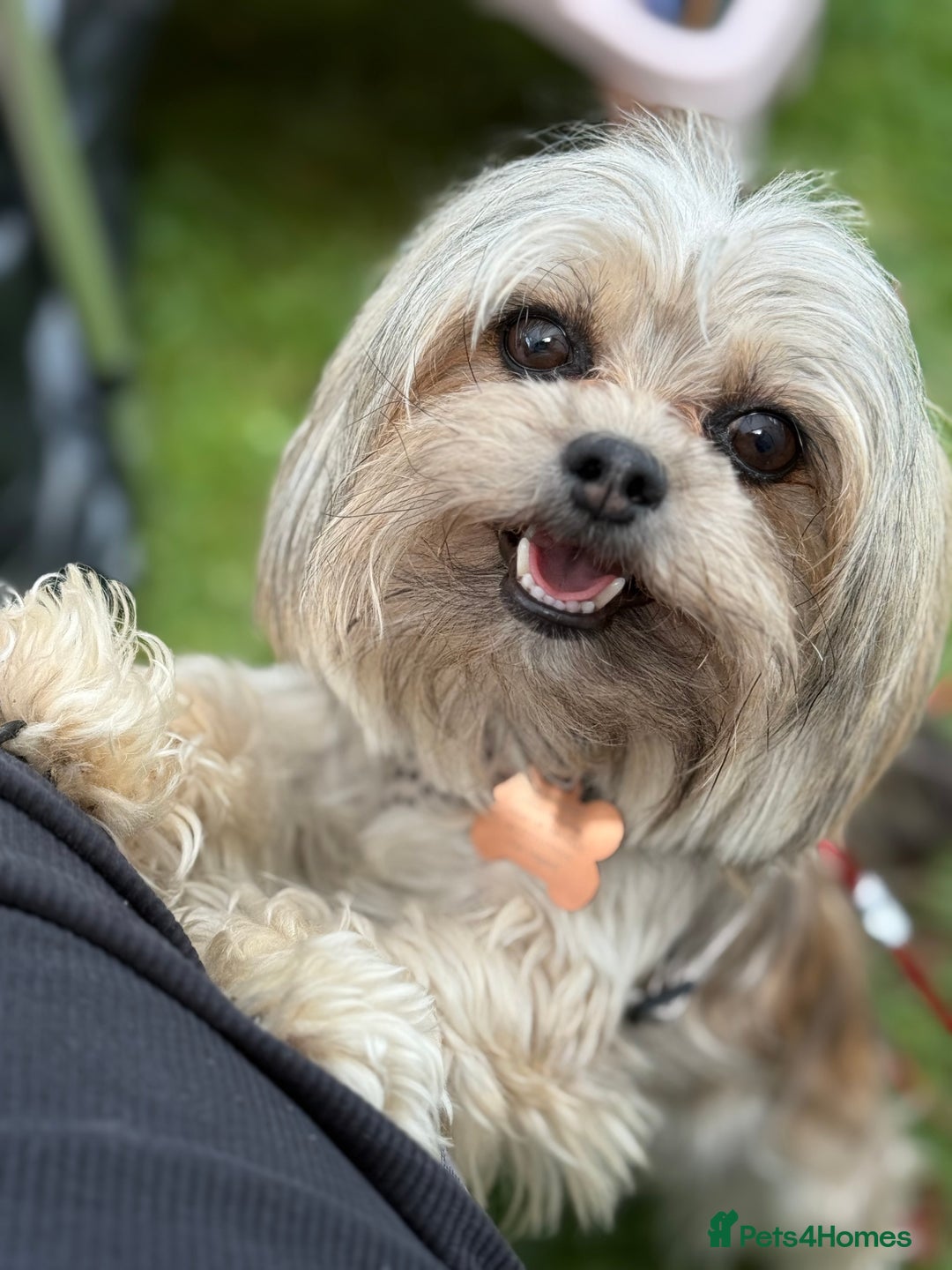 Chorkie dogs for sale: Chorkie (x2 Boys) - Image 24