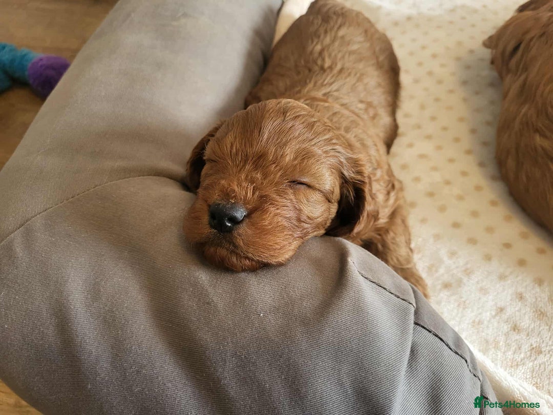 Cavapoo dogs for sale: QUALITY F1 CAVAPOO PUPS - HEALTH TESTED - Image 15