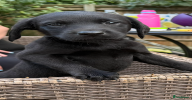 Labrador Retriever dogs - Advert 5