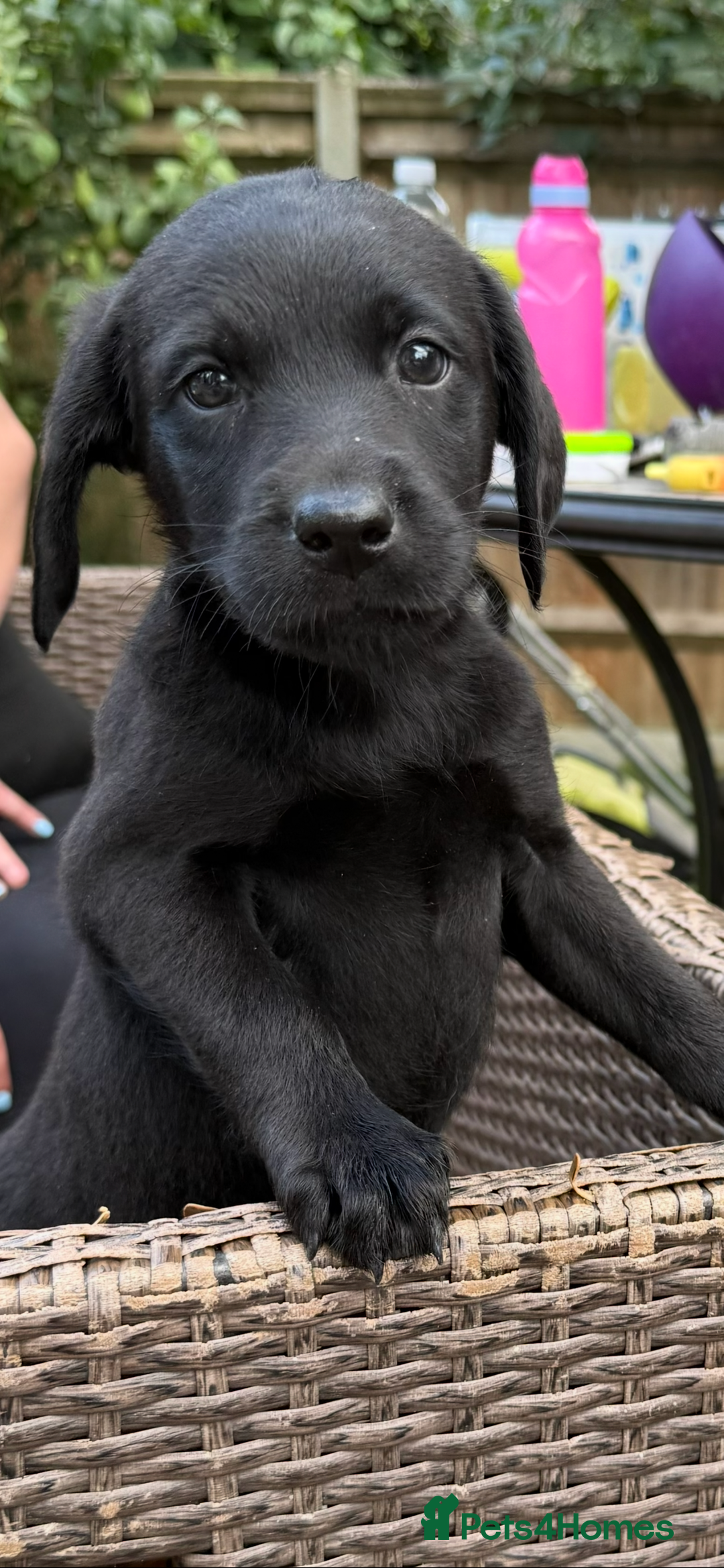 Labrador Retriever dogs for sale: 4 adorable black Labrador puppies - Image 3