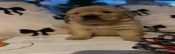 Golden Retriever dogs for sale: Outstanding American Golden Retrievers - Advert 4