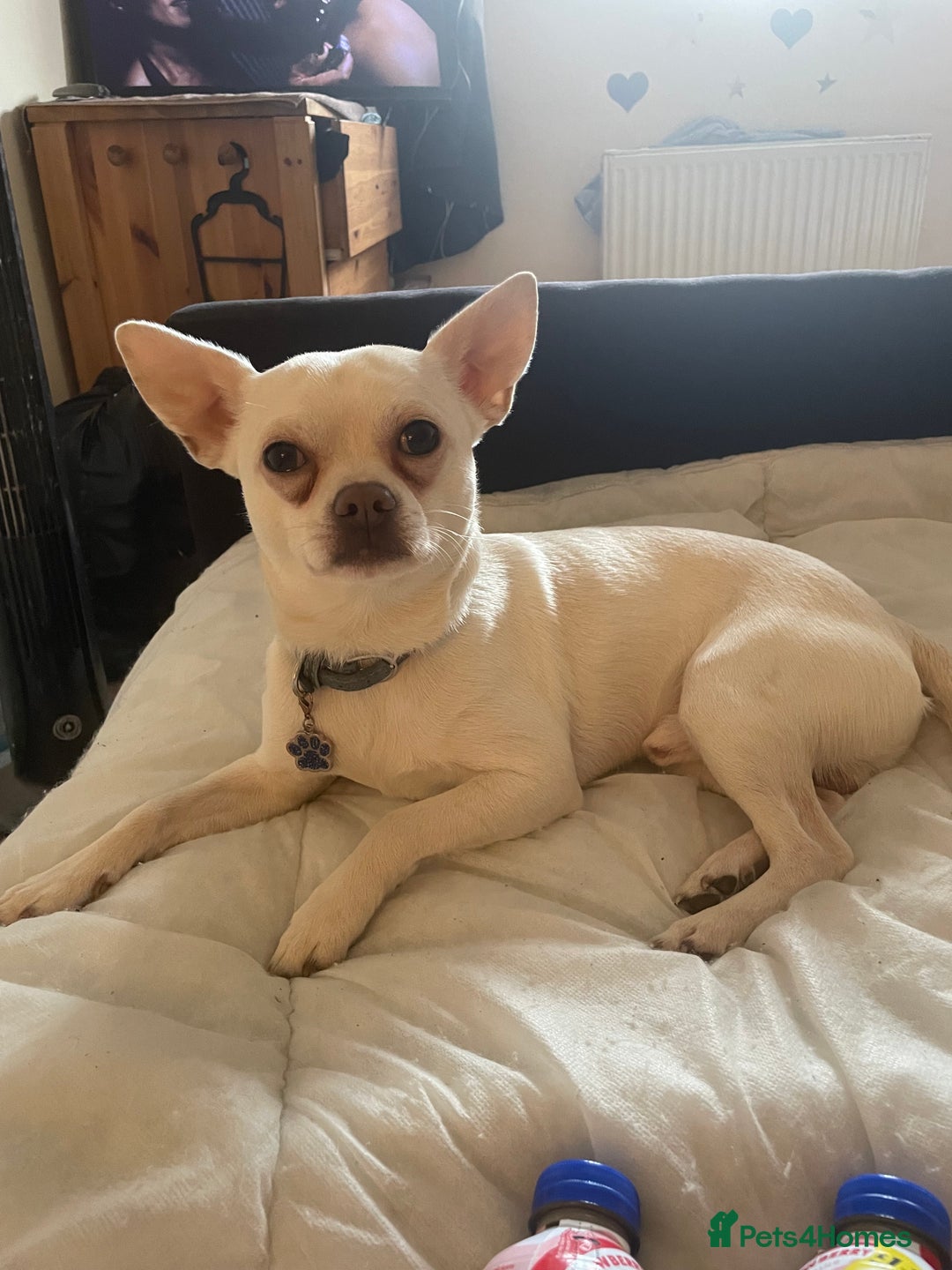 Chihuahua dogs for stud: Almost 2 years old Levi my chihuahua  in Guildford - Image 1
