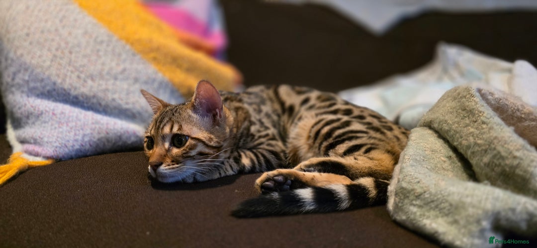 Bengal cats for sale: Bengal Kitten - 5 Month Female - Advert 2