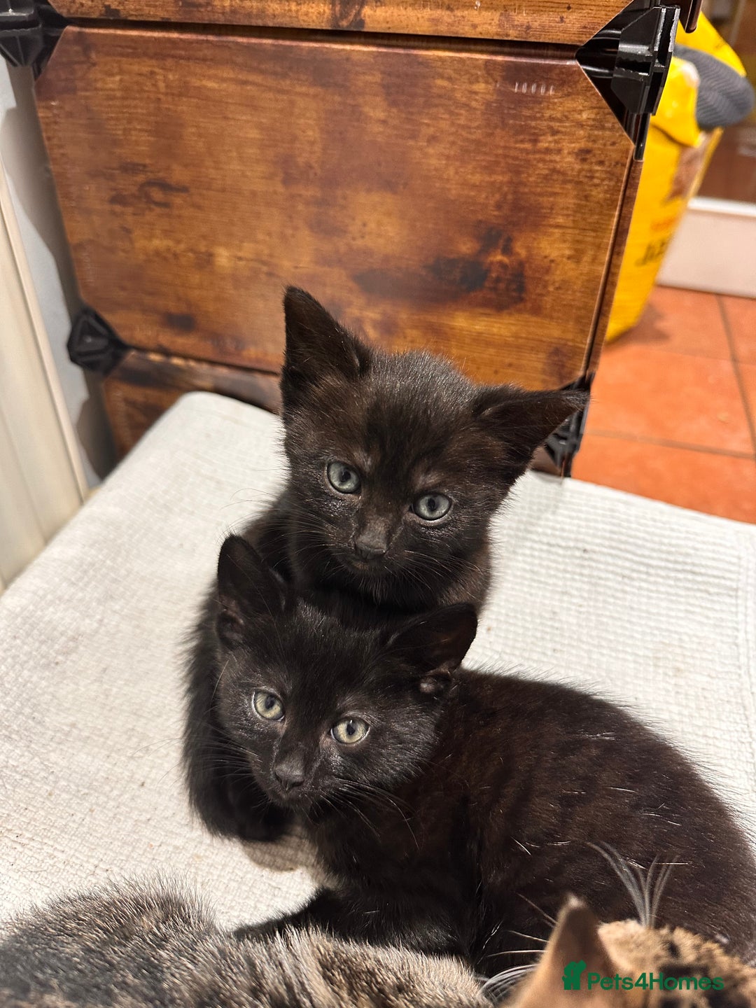 Domestic Shorthair cats for sale:  Beautiful Kittens Looking for Loving Homes - Image 5