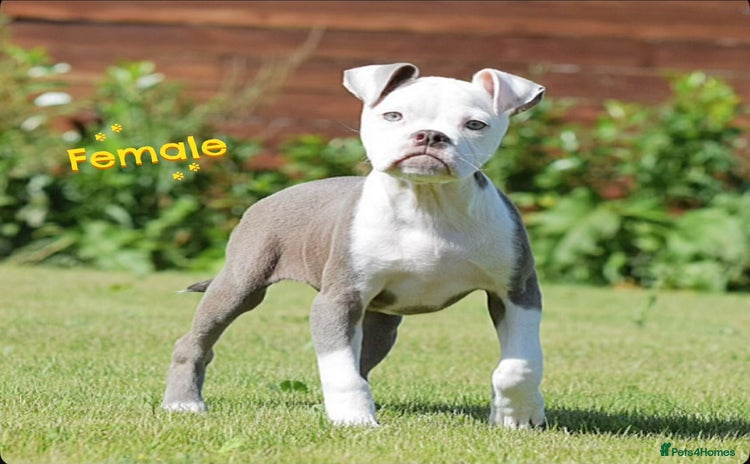 Old Tyme Bulldog dogs - Advert 1