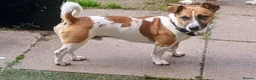 Jack Russell dogs for sale: Male Jack Russell for sale - Advert 1