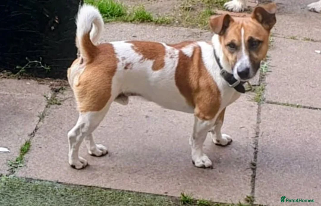 Jack Russell dogs for sale: Male Jack Russell for sale - Advert 1