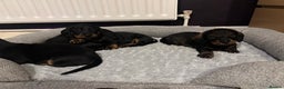 Dachshund dogs for sale: Four beautiful wire haired boys - Advert 16